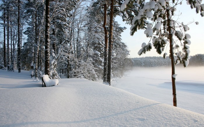 Snowy forest with a bench and a misty lake