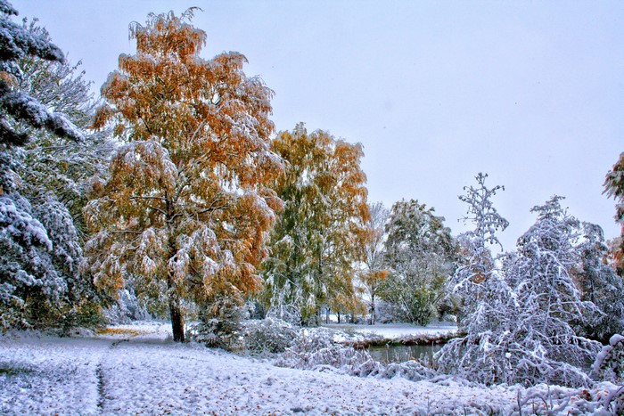 Autumn trees covered in snow by a pond