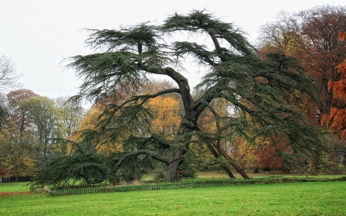 Large tree in a park with autumn foliage
