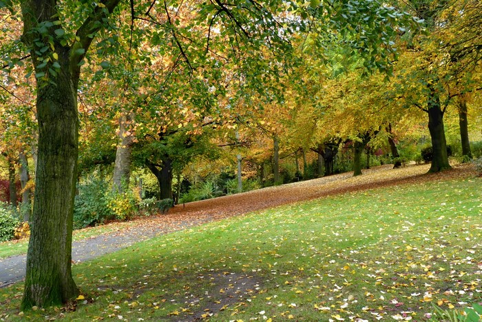 Autumn park with trees and fallen leaves