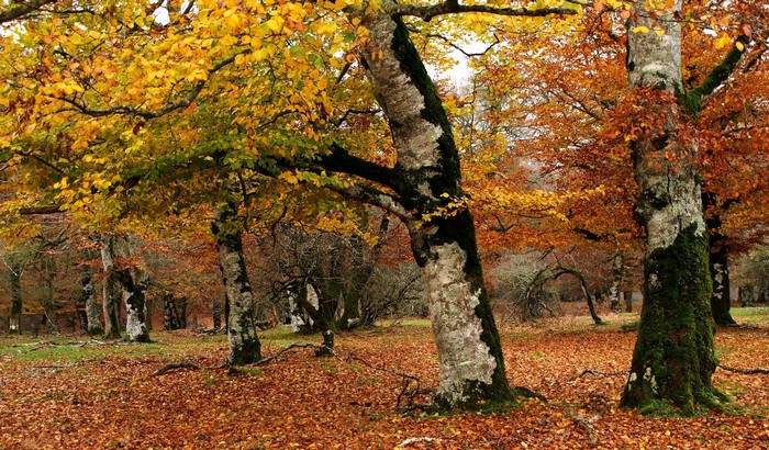 Autumn forest with fallen leaves and colorful trees