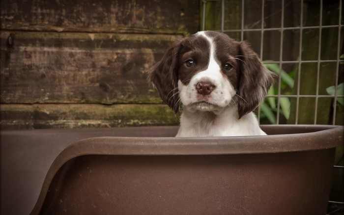 English Springer Spaniel puppy in a brown tub