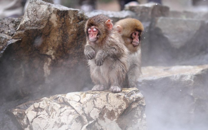 Two Japanese macaques sitting on rocks in steam