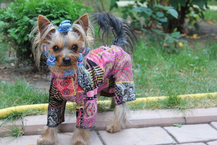Yorkshire terrier dog wearing a colorful outfit
