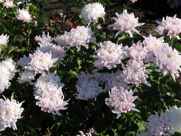 Pink and white chrysanthemums in a garden