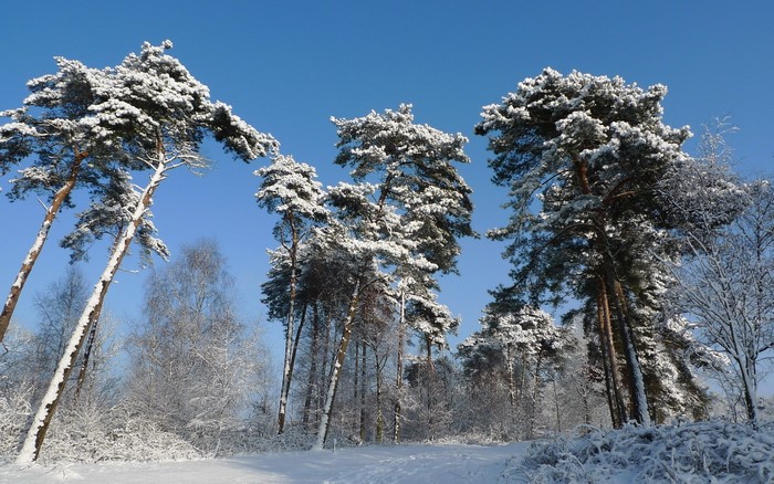 Snow-covered pine trees against a clear blue sky