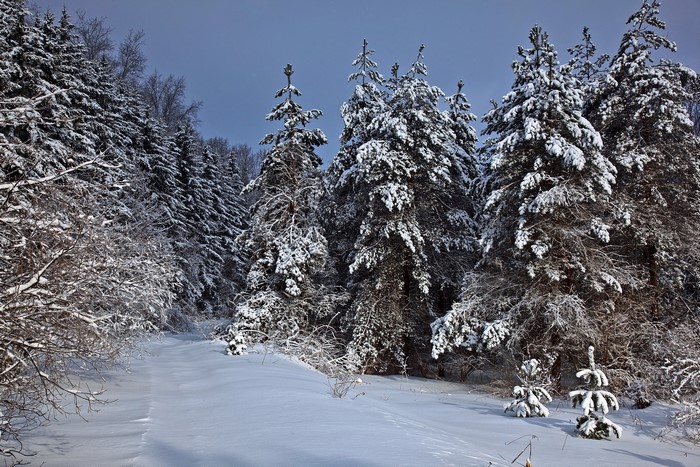 Snow-covered trees in a winter forest