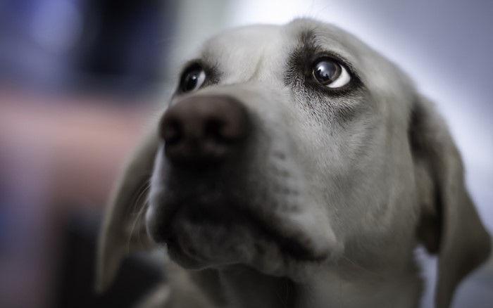 Close-up of a dog's face