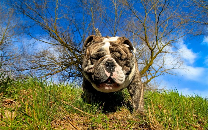 English Bulldog in a grassy field with trees and blue sky