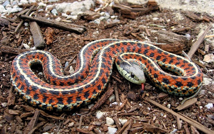 Garter snake with red and black markings on the ground