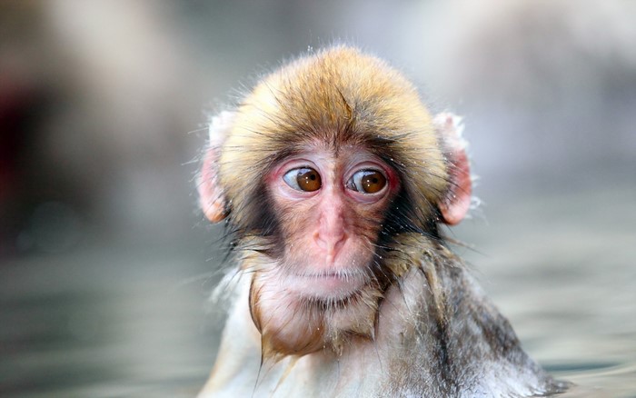 A young monkey in water