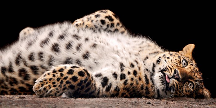 Leopard lying on its back