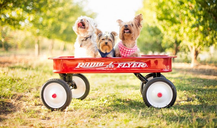 Three dogs in a Radio Flyer wagon