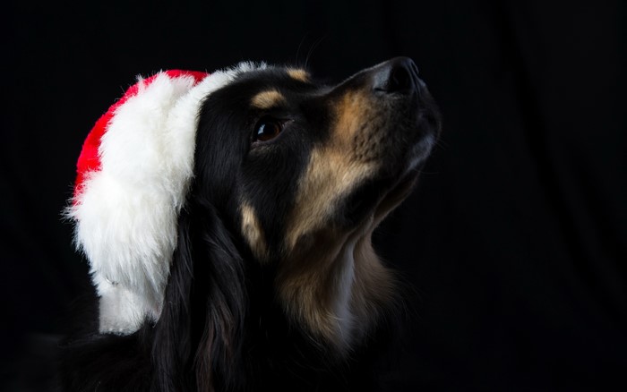 Dog wearing a Santa hat on a black background