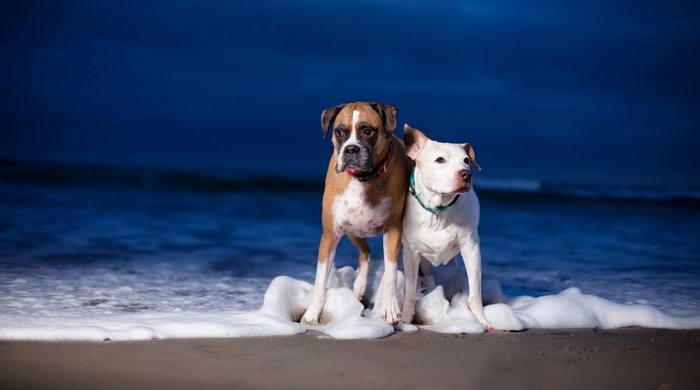 Two dogs on a beach with waves