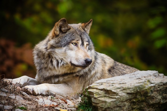 Wolf lying on rocks in a forest