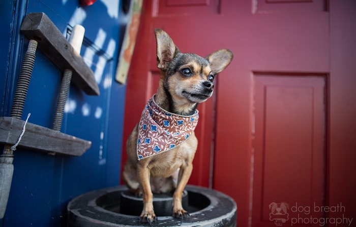 Chihuahua wearing a bandana sits on a round object