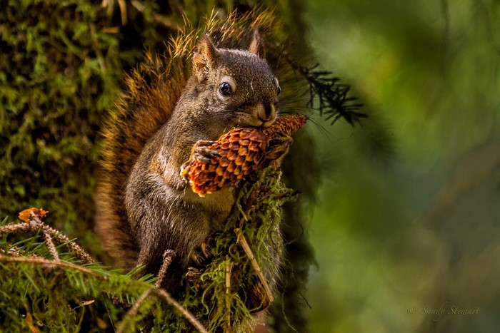 Squirrel eating a pine cone on a mossy tree