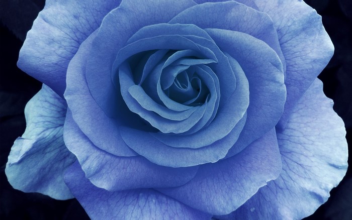 Close-up of a blue rose