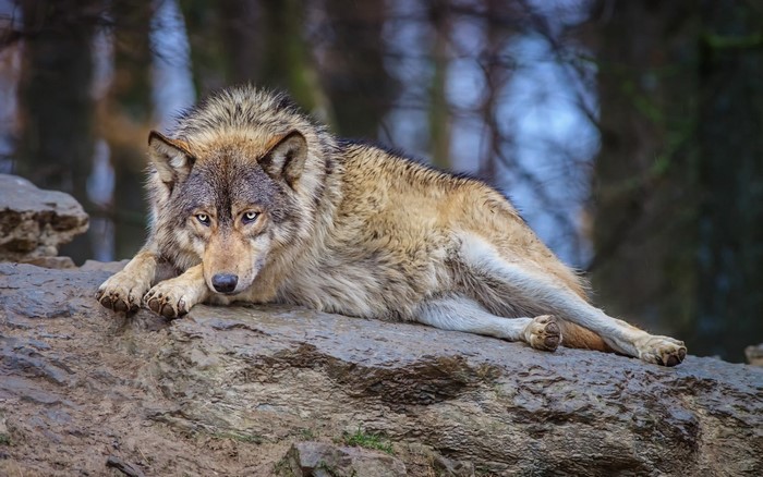 Wolf lying on a rock
