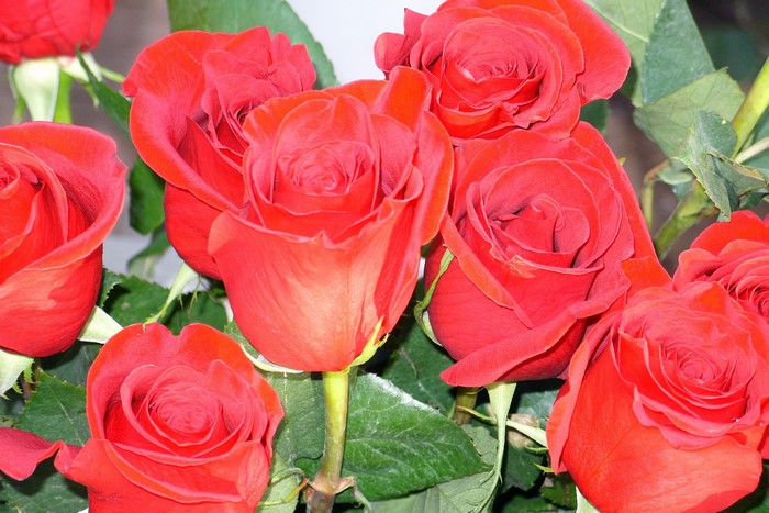 A bouquet of red roses