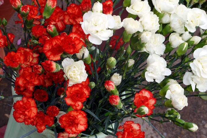 Red and white carnations