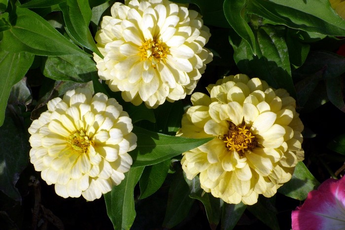 Three yellow Zinnias with green leaves