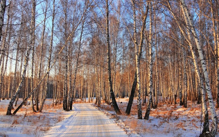 Winter birch forest with a snowy road
