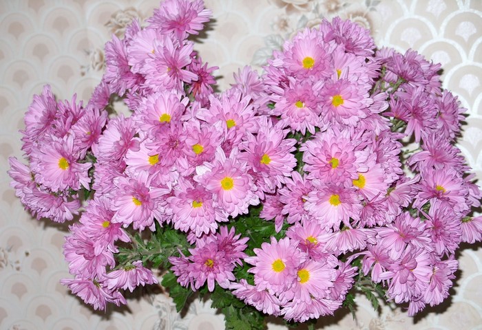 A bouquet of pink chrysanthemums