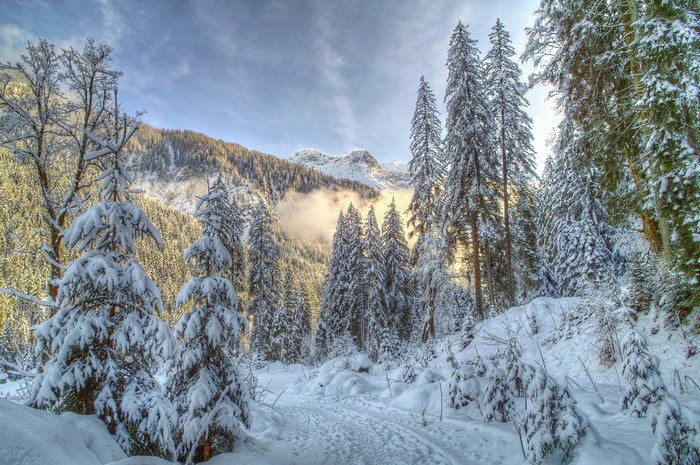 Snowy forest path with mountains in the background