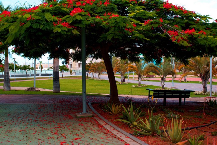 Park with Flame Tree and Palm Trees in Canary Islands