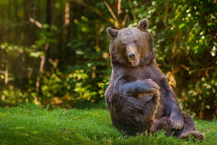 Brown bear sitting on grass in a forest