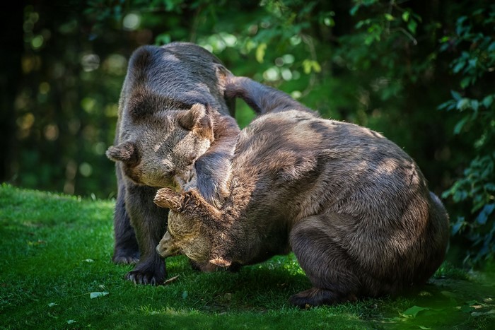 Two brown bears wrestling on grass