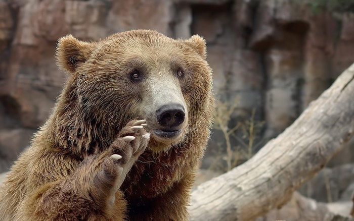 Brown bear with paw raised