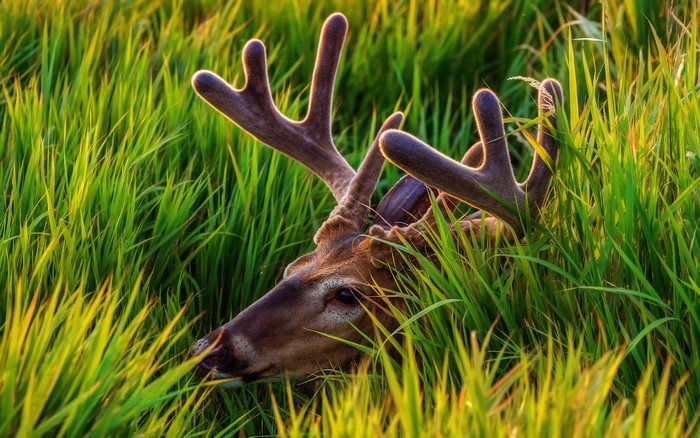 Deer with antlers lying in tall green grass
