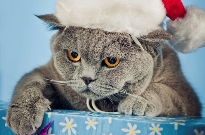 Scottish Fold cat wearing a Santa hat