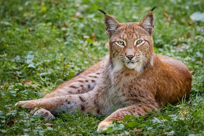 Lynx lying on green grass