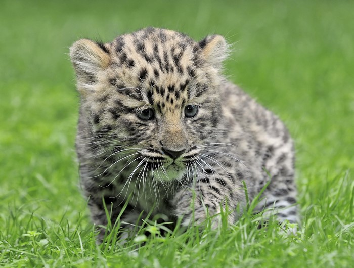 Leopard cub walking in green grass