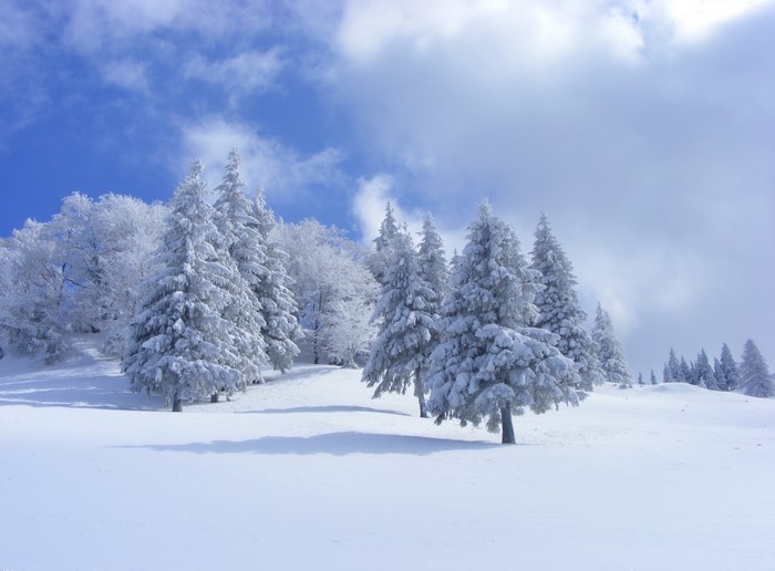 Snow-covered pine trees on a hill under a cloudy blue sky