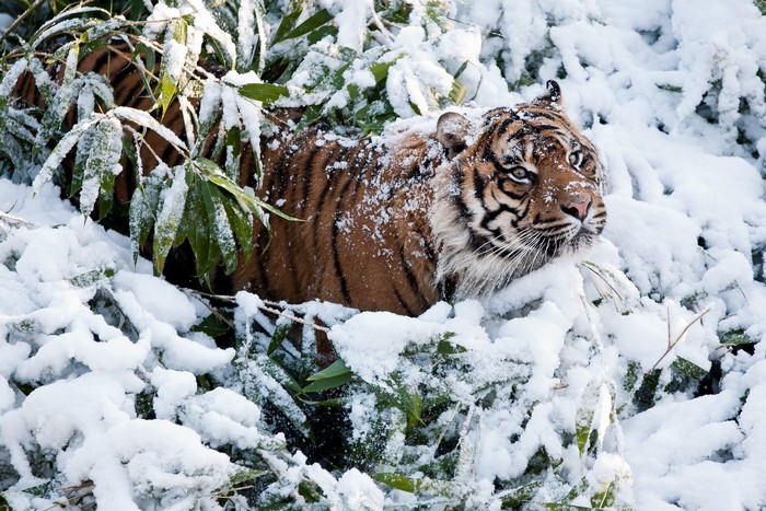 Tiger in the snow