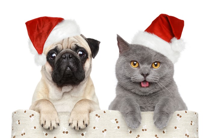 Pug and Cat Wearing Santa Hats