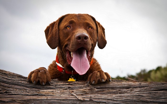 Brown Chesapeake Bay Retriever dog with tongue out