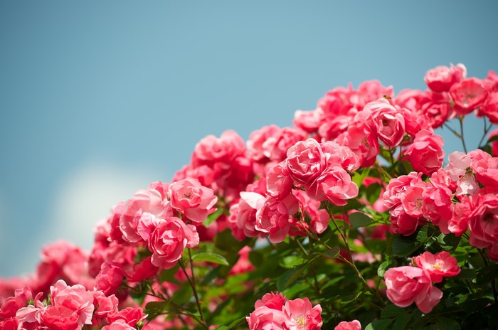 4K Pink Roses Against Blue Sky