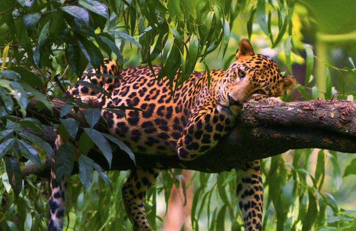 Leopard resting on a tree branch surrounded by leaves