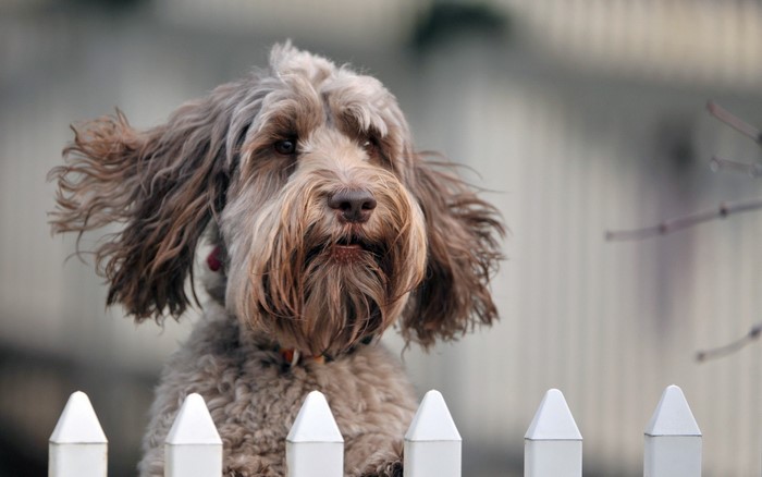A shaggy dog peeks over a white picket fence