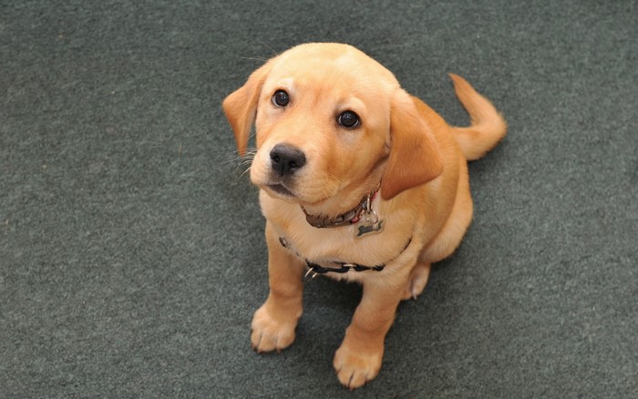 Golden Retriever puppy sitting on carpet