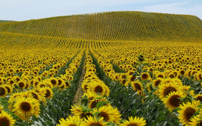 Rows of Sunflowers on Rolling Hills