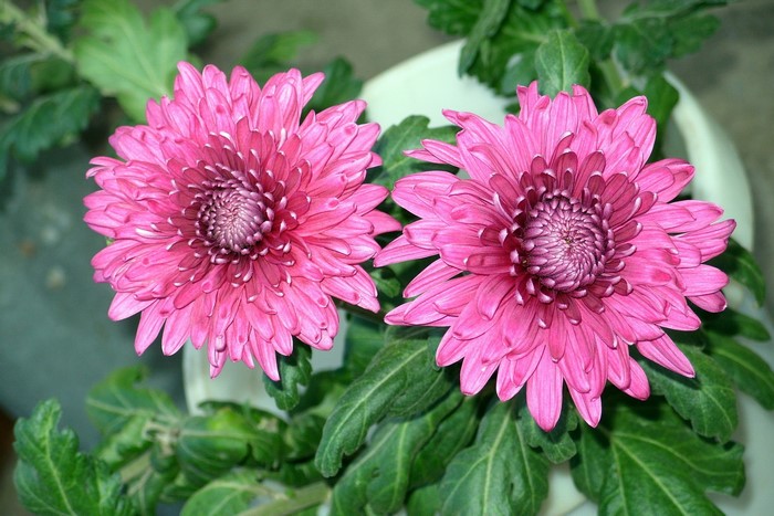 Two pink chrysanthemums with green leaves