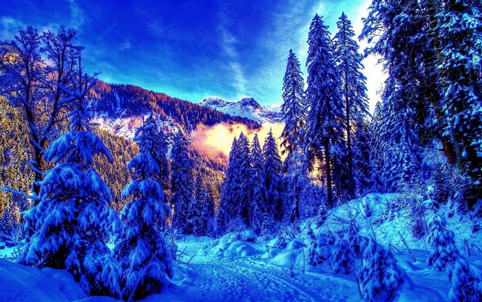 Snowy forest with mountains and blue sky