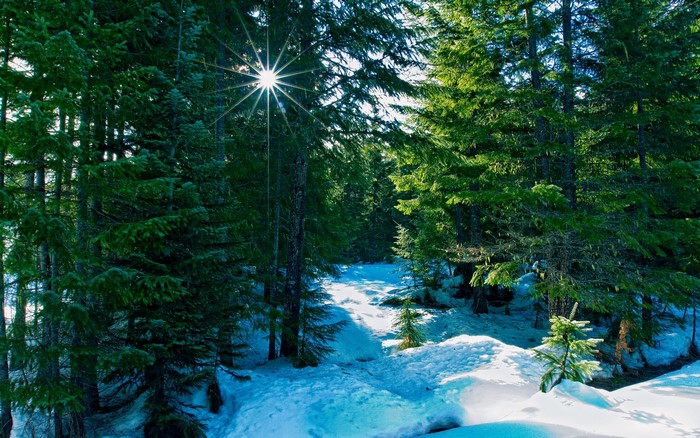 Sunlight filtering through a snowy forest in winter